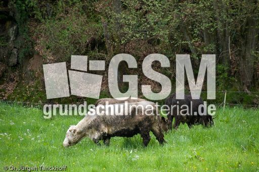 Hausrind (76 von 174).jpg